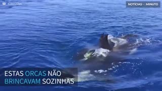 Orcas interagem com raro peixe-lua