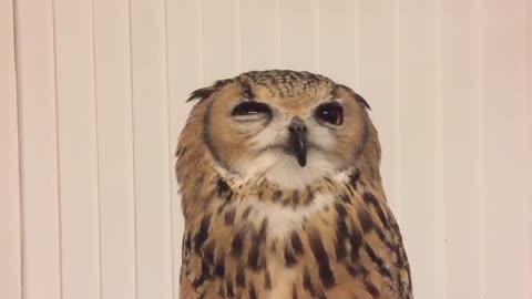 This Owl Has The Cutest Sneeze!