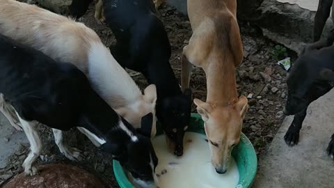 Dog in feeding the milk