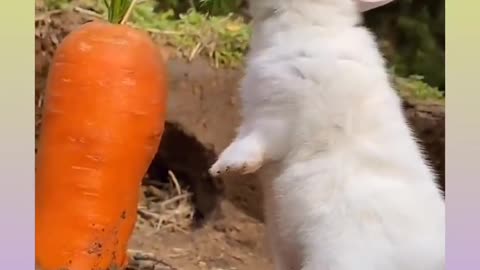 Cute Little White Rabbit Eating Carrot 🥕