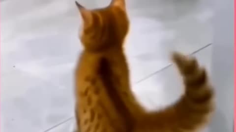 Finally cat start dancing 😀😻