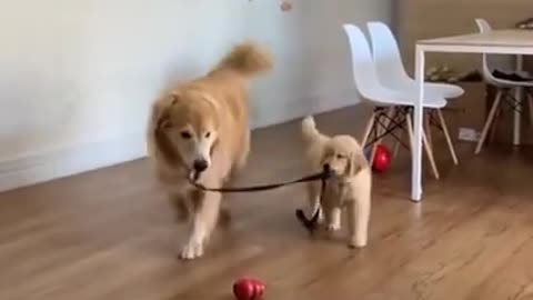 Funny Dog - Brothers