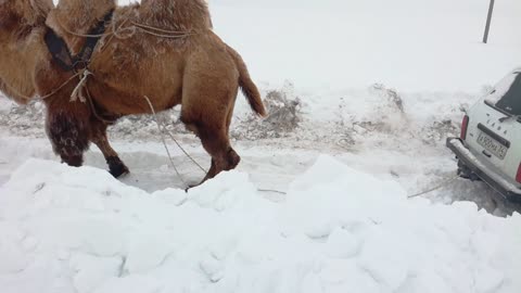 Camel Tows Car out of the Snow