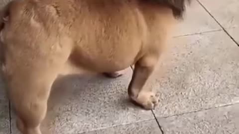 Funny cute dog video 2021