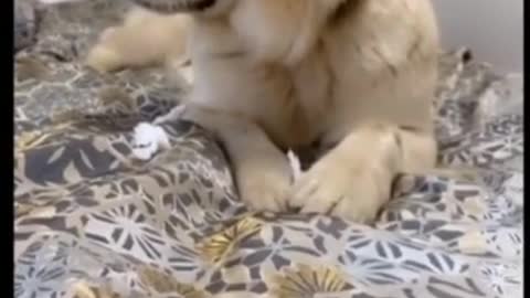 Funny Dog Videos That Will Make You Laugh