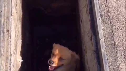 Dog helps little puppy