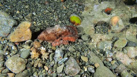 Octopus Disappears Down A Hole Too Small For Its Body