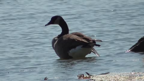 359 Toussaint Wildlife - Oak Harbor Ohio - Geese Stop By Before Their Long Journey