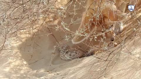 The struggle for survival in the Sahara Desert 'Fennec fox and snake