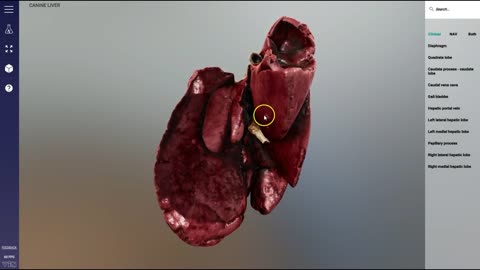 High resolution scans - Canine liver - 3D Veterinary Anatomy & Learning IVALA