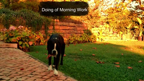 Black Dog Doing at Morning Work so Funny Video