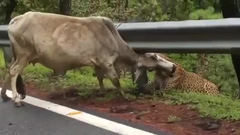 Road Footage Lion Attack Cow Brutally