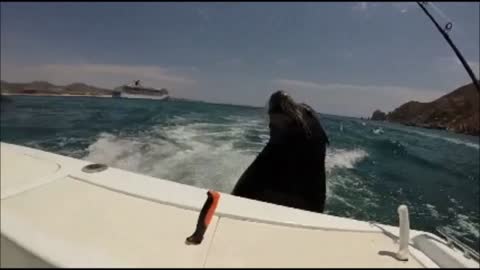 Sea Lions jump on back of boat for treat