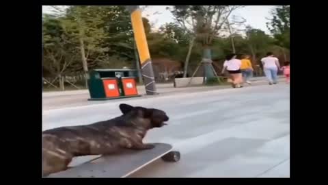 skateboard france bulldog