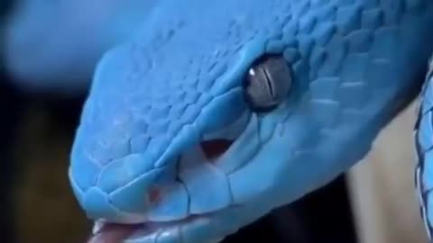 Have you ever seen a blue snake?