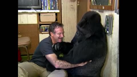 Did you know there's a talking gorilla_ _ #TalkingGorilla