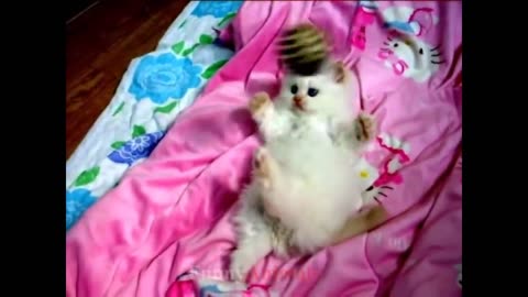 So many cute kittens videos compilation