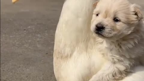 Duck and dog friendship