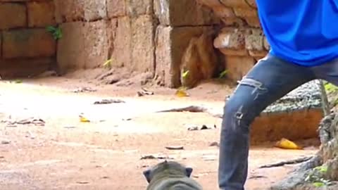 Funny monkey videos