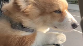 Corgi Loves Car Rides