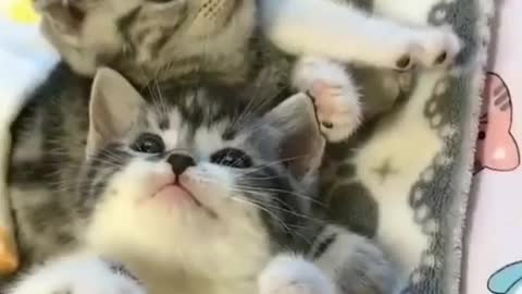 Cute cats