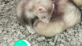 Ferrit