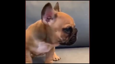 Funny and Cute French Bulldog Puppies Compilation #1 - Cutest French Bulldog
