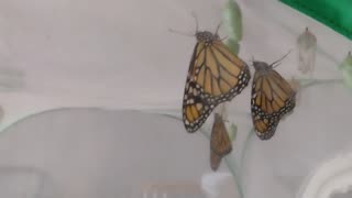 4 Monarchs 🦋 🦋 🦋 🦋 hatched today 💓