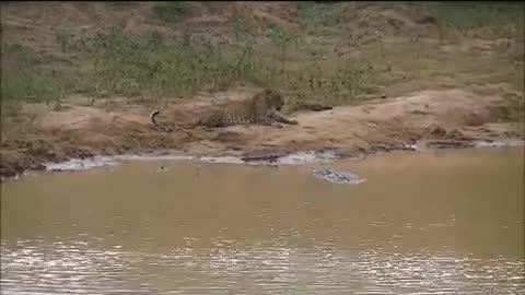 Leopard vs crocodile