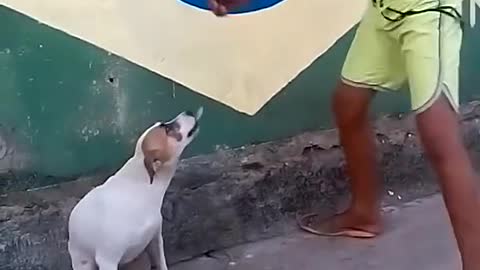 Brazilian dog dancing - Hilarious