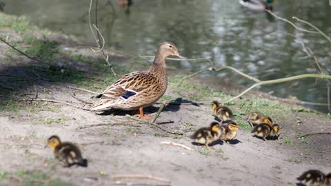 A duck protects its chicks while eating near a lake
