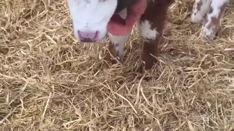 Blind calf just loves cuddles