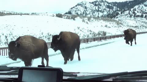 Bison Herd Makes Ground Shake in Yellowstone