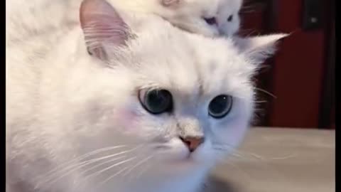 "Unbreakable Bonds: A Heartwarming Tale of a Cute Cat and Her Beloved Kitten"