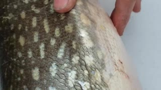 Northern Pike Packs a Weird Surprise