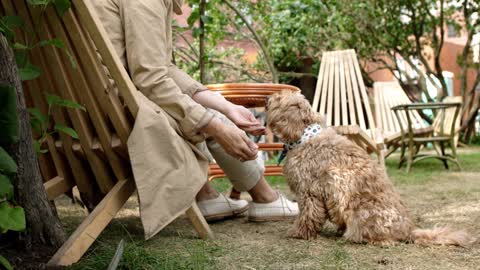 A dog improves handshake