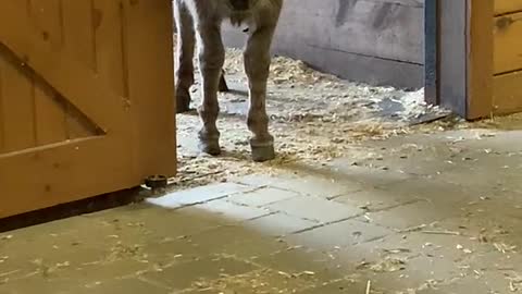 Lily the Rescue Donkey