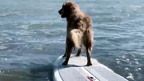 A dog surfing on the water