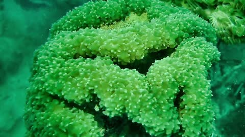 Clone fish is hinding in the green corals