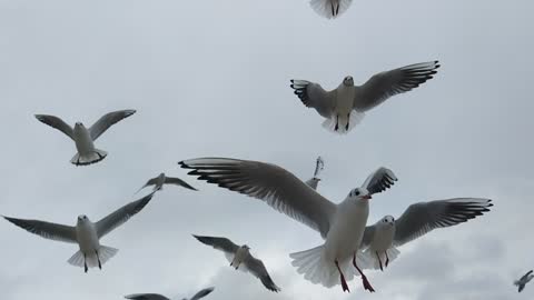 Beautiful Sea Gulls