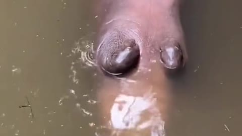 Baby hippo had everyone worried !