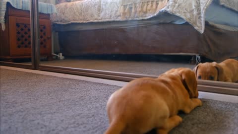 Cute dog playing with his reflection in the mirror