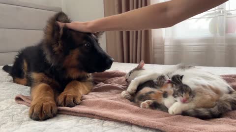 German Shepherd Puppy Meets Mom Cat