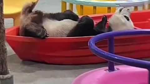 Panda sleeps and snores