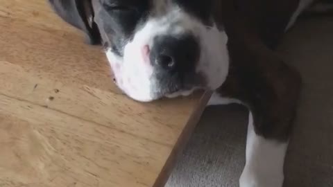 Tired Pup Falls Asleep In Hilariously Awkward Position