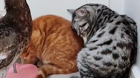 Cute Cat And duck Funny Video