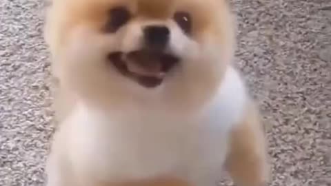 Funny cute dog video