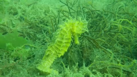 Beautiful Green seahorse