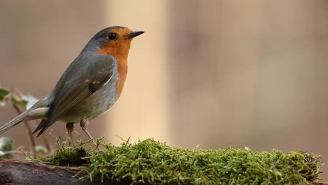 Robin un beau oiseau