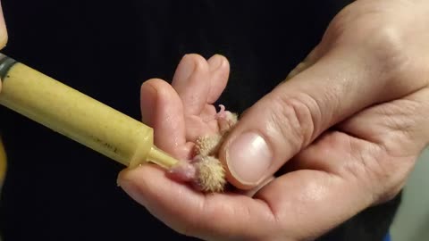 Handfeeding a 2 day old quaker